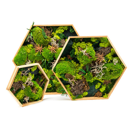 03001720_trio-machovych-preparovanych-obrazov