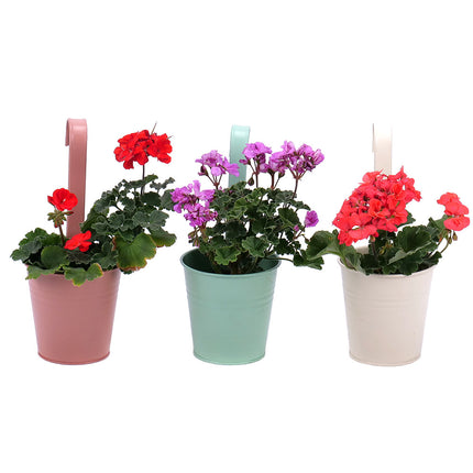 03001725_trio-muskaty-v-zavesnom-plechovom-obale