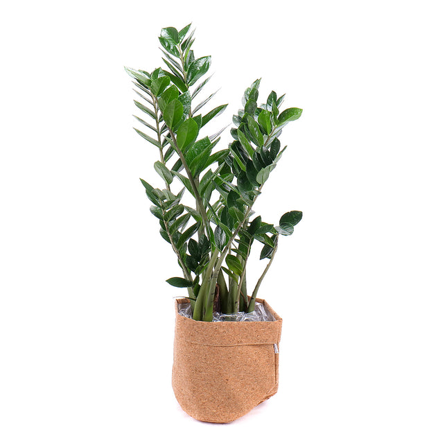 03001765_zamioculcas-v-dekoracnom-obale