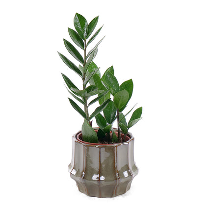 03001766_zamioculcas-v-keramickom-obale