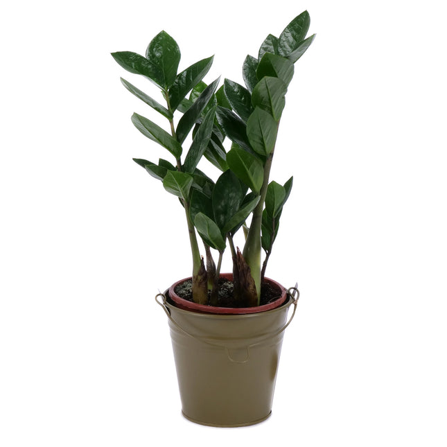 03001768_zamioculcas-v-plechovom-obale-s-dekoraciou