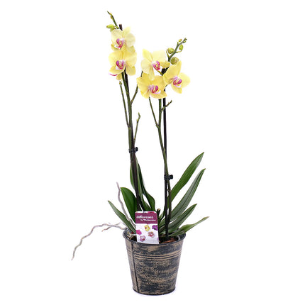 03001781_zlta-orchidea-v-plechovom-obale