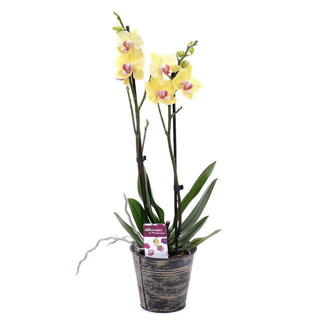 03001781_zlta-orchidea-v-plechovom-obale