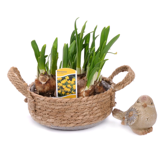 03001837_narcisy-v-ratanovom-obale-2