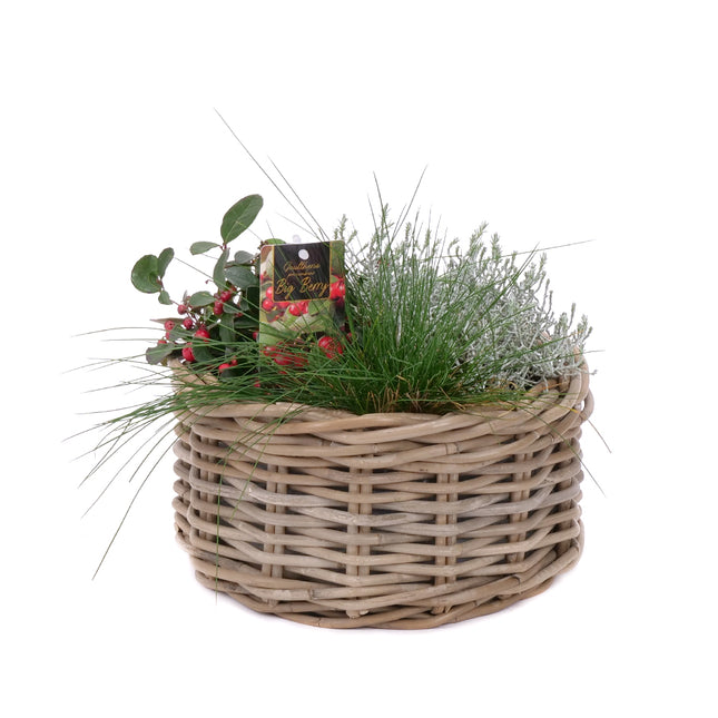 03001872_mix-rastlin-v-prutenom-kosiku