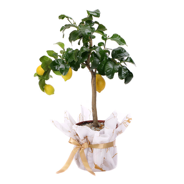 03001890_citron-v-plastovom-obale