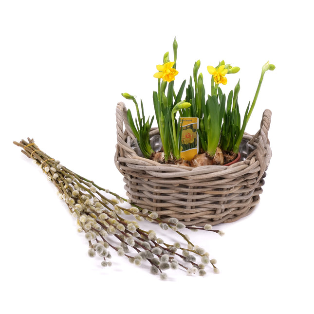 03001897_narcisy-v-ratanovom-kosiku-a-salix