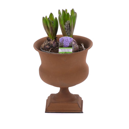 03001898_hyacinty-v-kovovom-obale