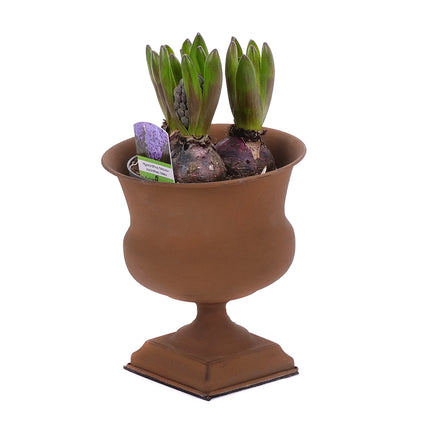 03001898_hyacinty-v-kovovom-obale
