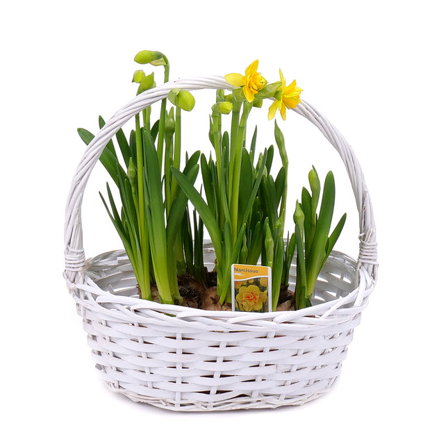 03001905_narcisy-v-prutenom-kosiku-2