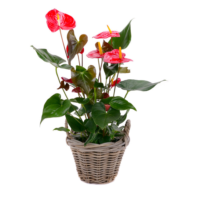 03001916_anturia-v-ratanovom-obale