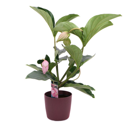 03001917_medinilla-v-plastovom-obale