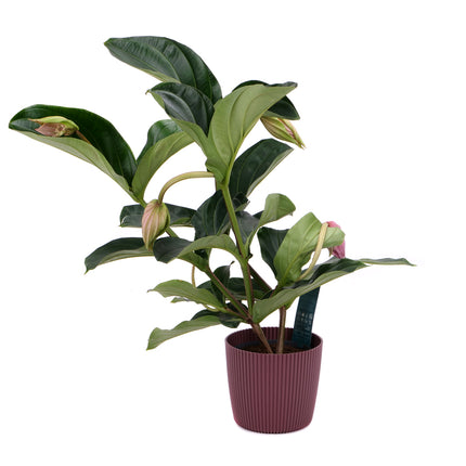 03001917_medinilla-v-plastovom-obale