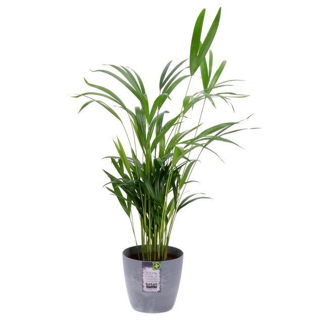 03001918_dypsis-palma-v-plastovom-obale