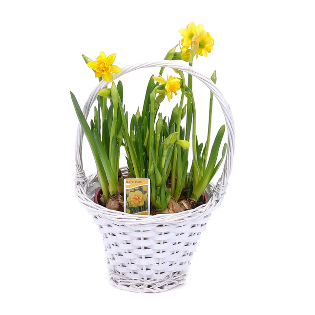 03001919_narcisy-v-prutenom-kosiku-3