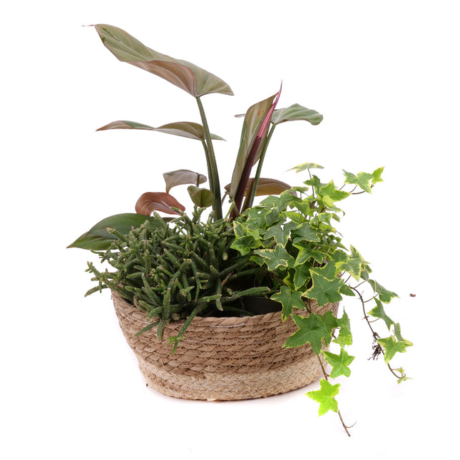 03001920_trio-mix-izbovych-rastlin-3