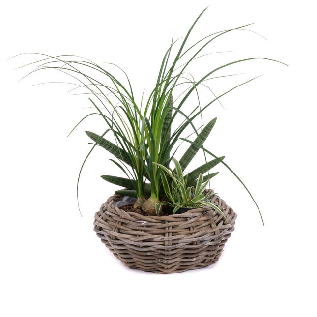 03001921_trio-mix-izbovych-rastlin-4