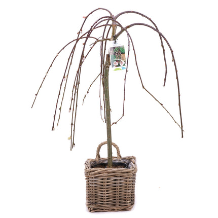 03001922_salix-v-ratanovom-obale