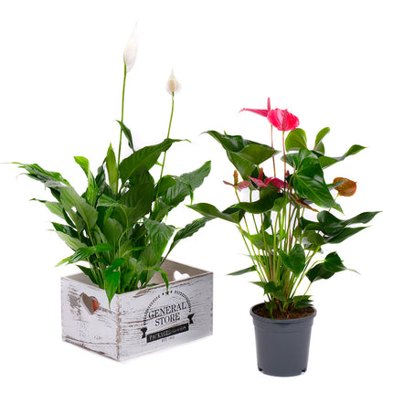 03001926_anturia-a-lopatkovec-v-drevenom-boxe