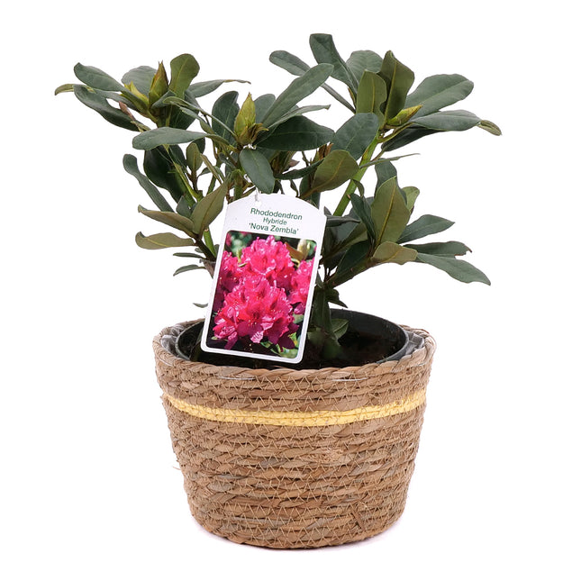 03001944_rhododendron-v-ratanovom-obale-2