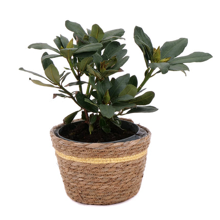 03001944_rhododendron-v-ratanovom-obale-2