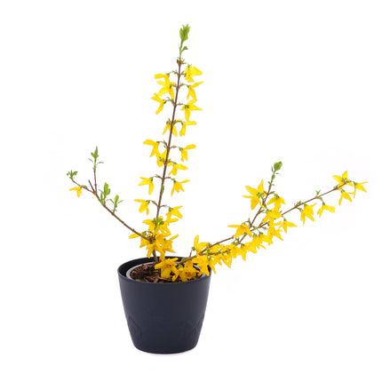 03001947_zlaty-dazd-v-plastovom-obale