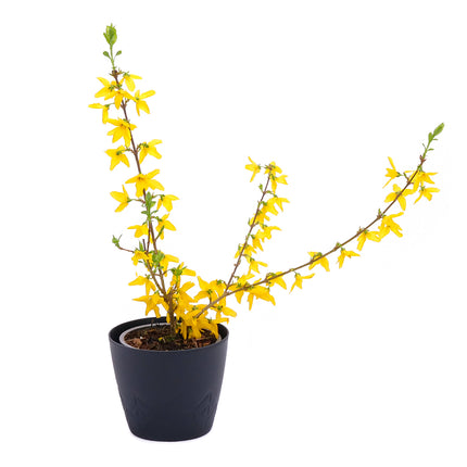 03001947_zlaty-dazd-v-plastovom-obale