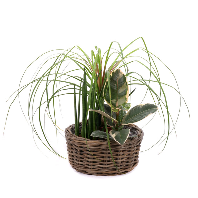 03001948_trio-mix-izbovych-rastlin-5