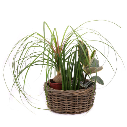 03001948_trio-mix-izbovych-rastlin-5