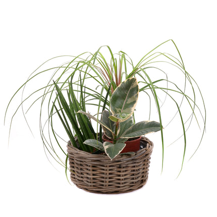 03001948_trio-mix-izbovych-rastlin-5