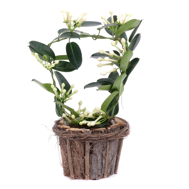 03001965_jasmin-v-drevenom-obale