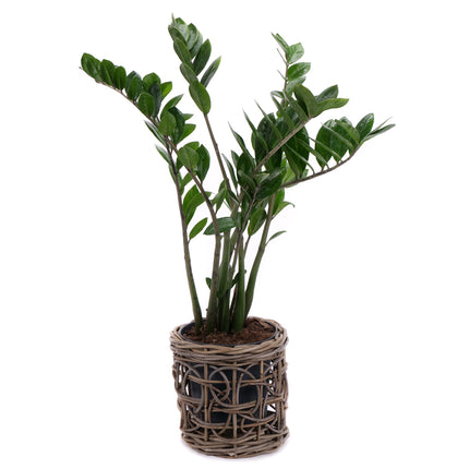 03001980_zamioculcas-v-ratanovom-obale