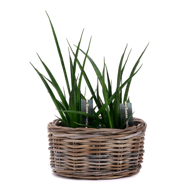 03001982_duo-sanseviera-v-ratanovom-obale