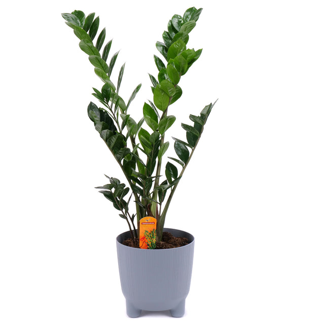 03001983_zamioculcas-v-plastovom-obale