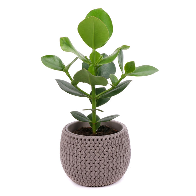 03001984_clusia-v-plastovom-obale