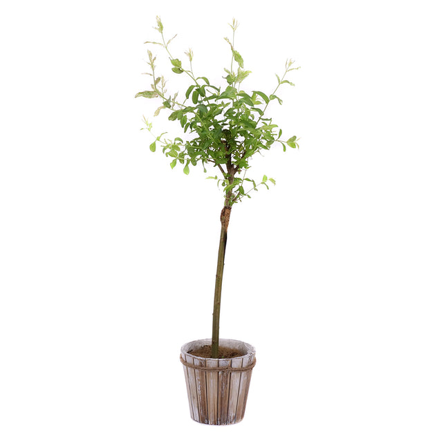 03002008_salix-v-drevenom-obale
