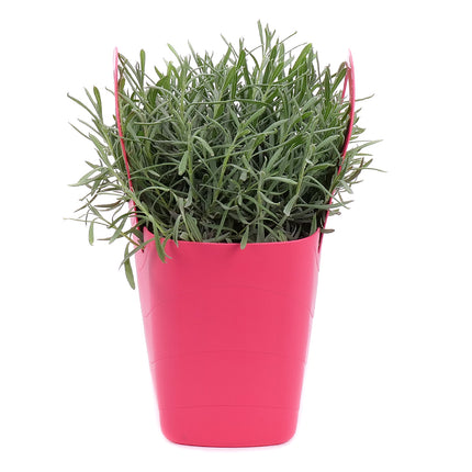 03002011_levandula-v-plastovej-taske-2