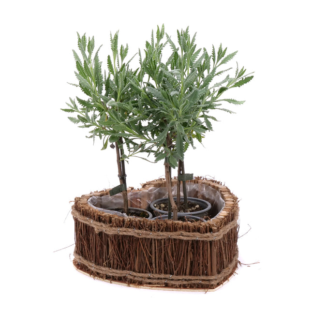 03002012_levandula-na-kmienku-v-drevenom-srdci