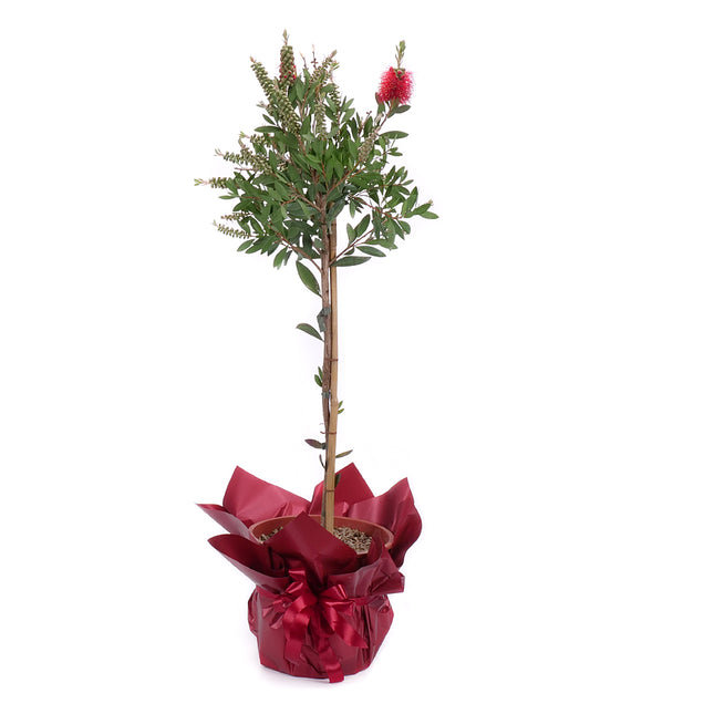 03002013_callistemon-v-dekoracnom-obale