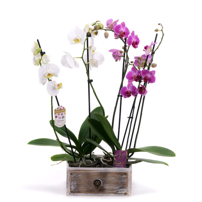 03002030_duo-orchidea-v-drevenom-boxe
