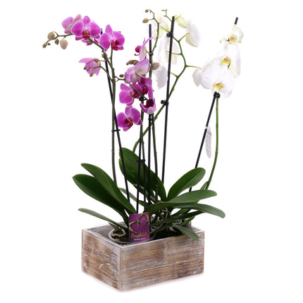 03002030_duo-orchidea-v-drevenom-boxe