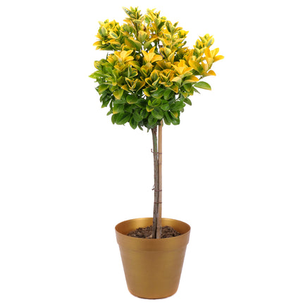 03002098_euonymus-v-plastovom-obale