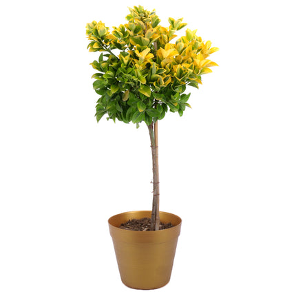 03002098_euonymus-v-plastovom-obale
