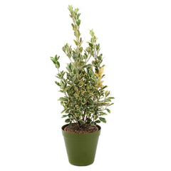 03002099_euonymus-v-plastovom-obale-2
