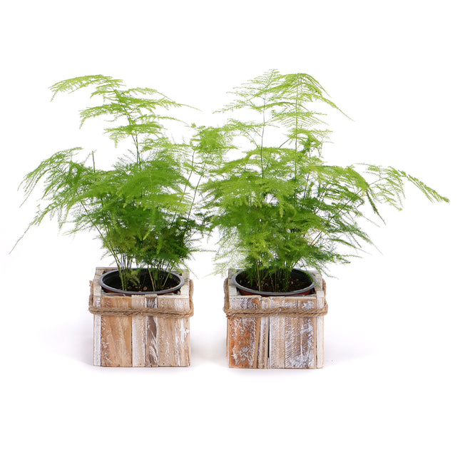 03002107_duo-asparagus-v-drevenom-boxe