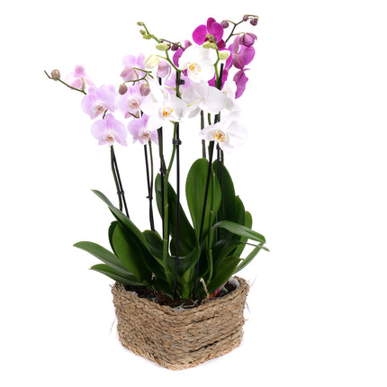 03002118_trio-farebne-orchidee-v-prutenom-srdci
