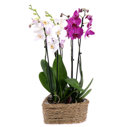 03002118_trio-farebne-orchidee-v-prutenom-srdci