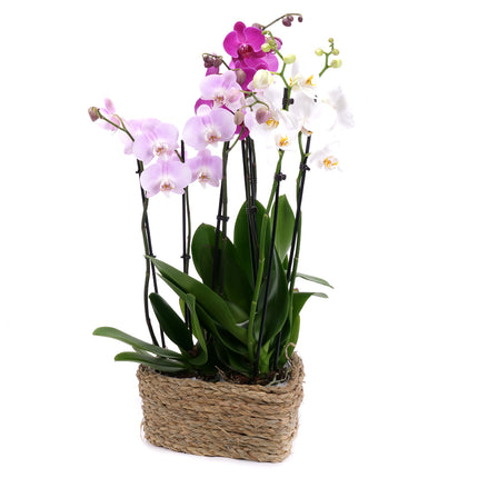 03002118_trio-farebne-orchidee-v-prutenom-srdci