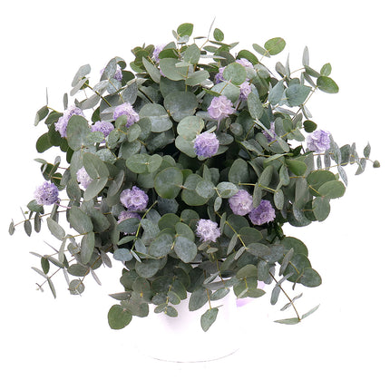 03101204_kytica-eukalyptus-in-eterno-fialova-scabiosa