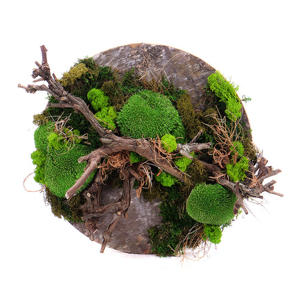 03101235_machovy-preparovany-obraz-kruh